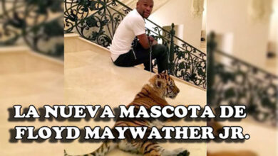 Photo of La nueva mascota de FloydMayweather, Jr.